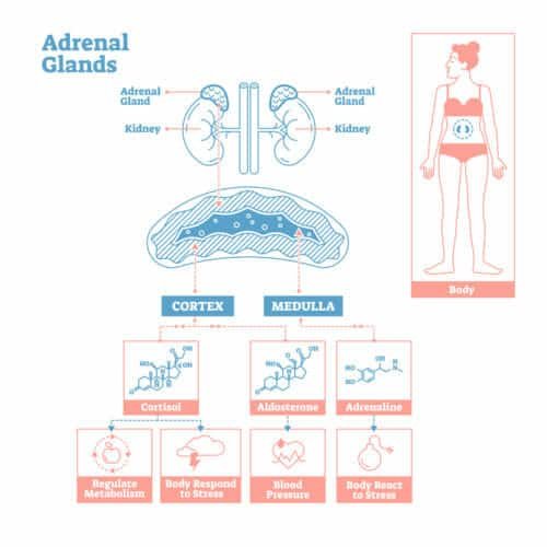 Adrenal Fatigue And Weight Gain Is There A Connection?
